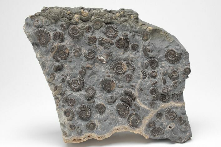 Ammonite (Promicroceras) Cluster - Marston Magna, England #207733